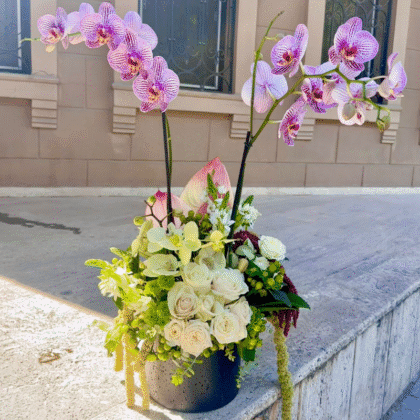 Orchid Elegance