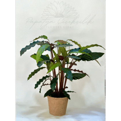 Calathea – Saksı Çiçeği | Papatya Çiçekçilik
