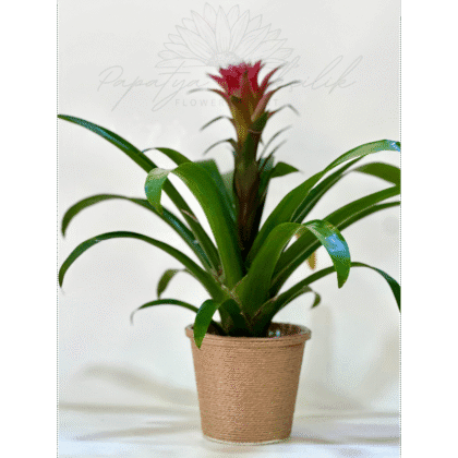 Guzmania – Tropikal Saksı Çiçeği | Papatya Çiçekçilik