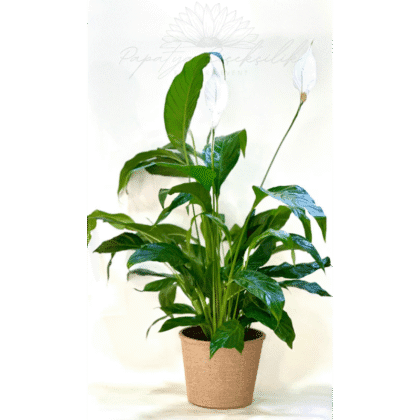 Spathiphyllum – Huzur Çiçeği | Papatya Çiçekçilik
