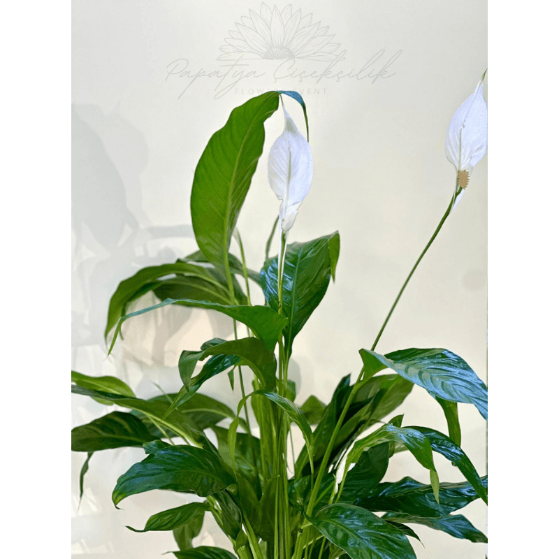 Spathiphyllum – Huzur Çiçeği | Papatya Çiçekçilik