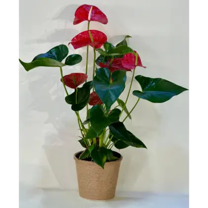 Anthurium Saksı Çiçeği | Papatya Çiçekçilik