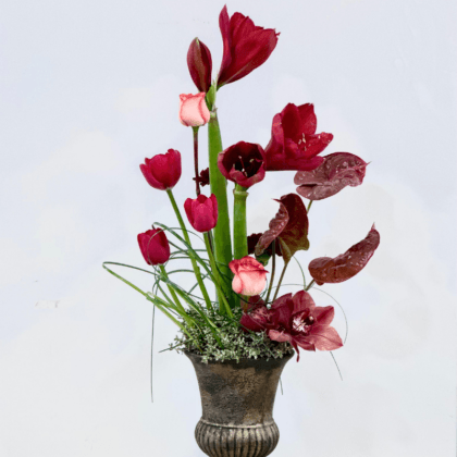 Amaryllis Arrangement – Şık Çiçek Tasarımı | Papatya Çiçek